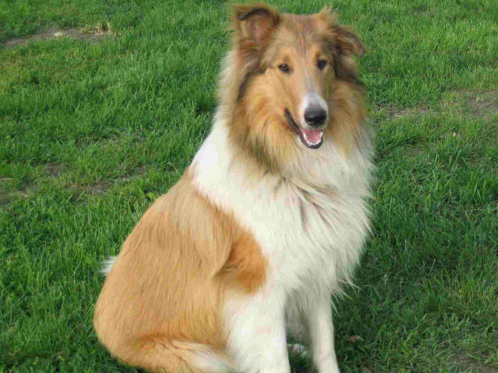Shasta sitting so nice!